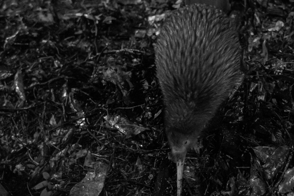 Redbeaniephotography KNE@Nga Manu 26June25 6267 (1)