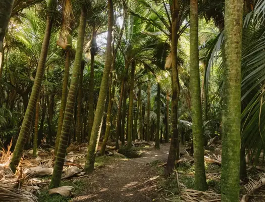 Barry Hadfield Nikau Reserve