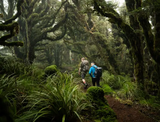 Kapakapanui Track