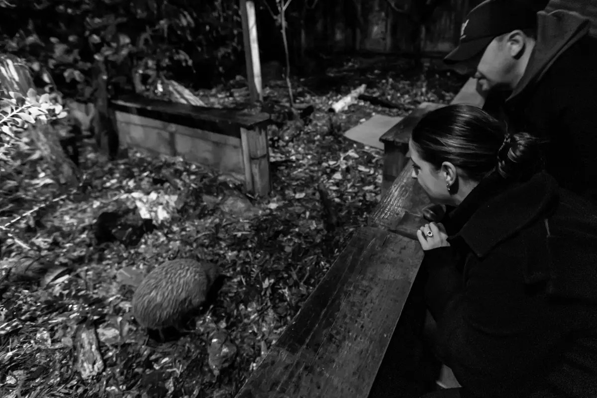 Nga Manu Kiwi Night Encounter