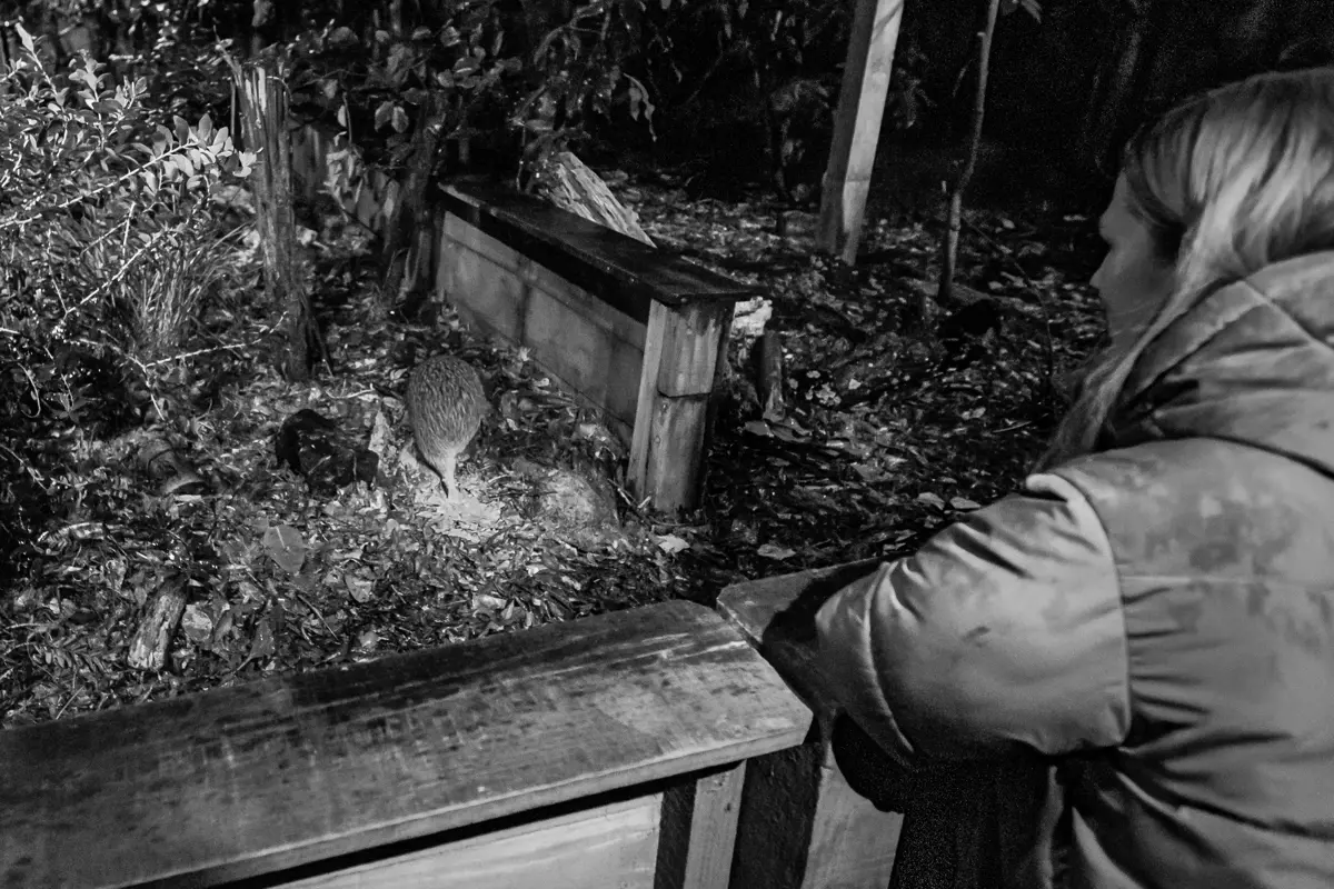 Nga Manu Kiwi Night Encounter 1, Redbeaniephotography,26June25 6302